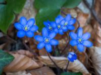 Leberblümchen Gruppe